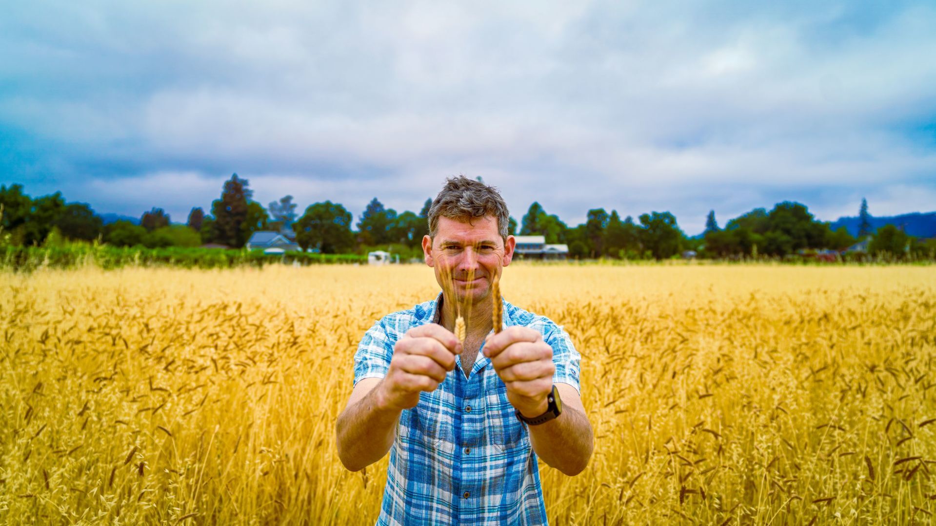 Napa Valley’s Heirloom Grain Harvest 2021